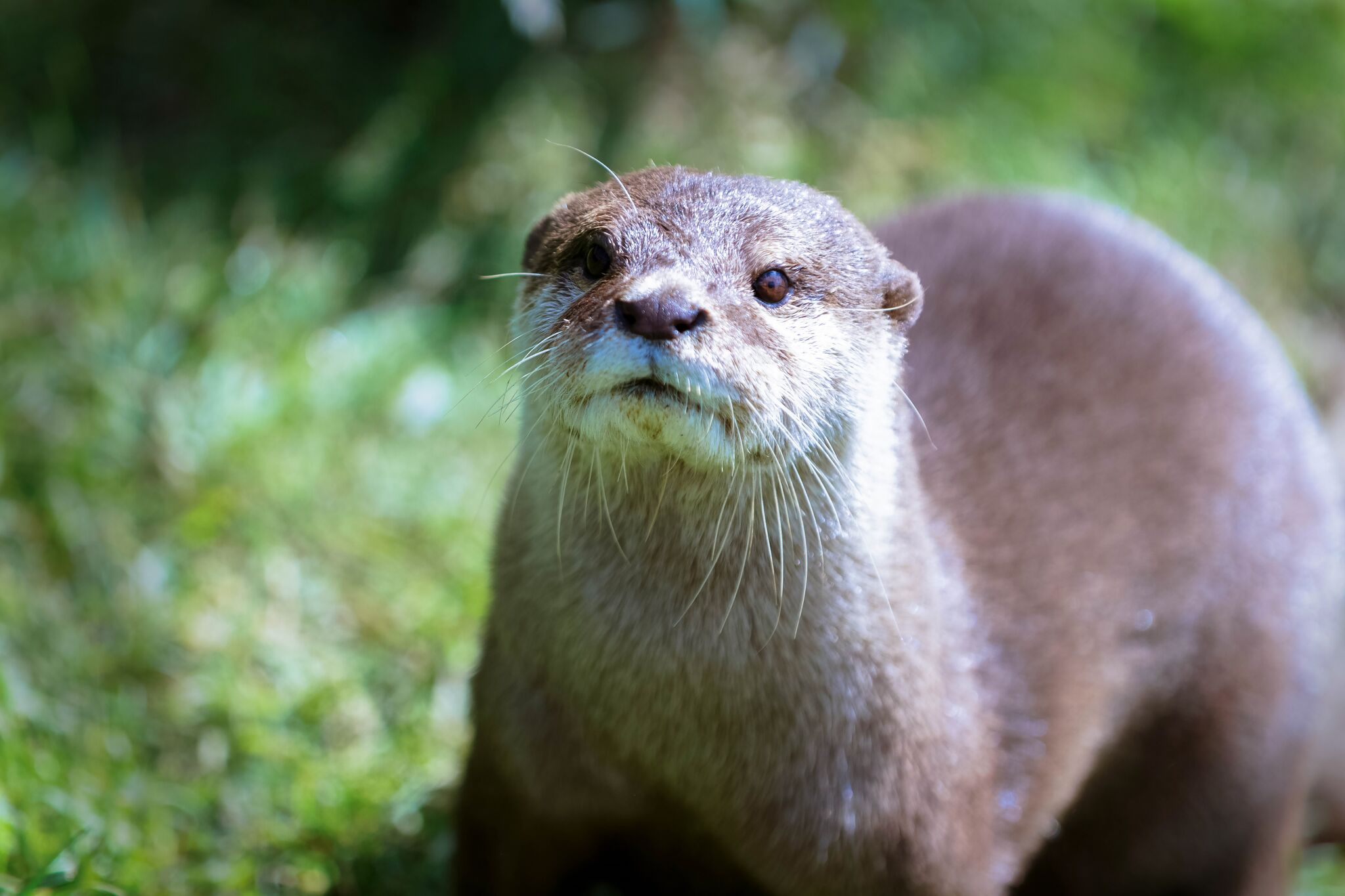 Adopt store an otter